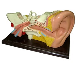 Mô hình cấu tạo tai người